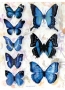 Stickers envol de papillons bleu/noir