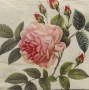 Serviette papier rosier