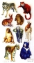 Stickers contours argents Animaux sauvages