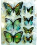 Stickers envol de papillons verts