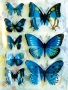 Stickers envol de papillons bleu/vert