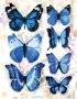 Stickers envol de papillons bleu/blanc