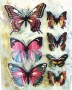 Stickers envol de papillons roses