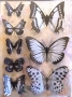 Stickers envol de papillons noir/blanc