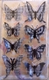 Stickers envol de petits papillons noir blanc quadrillage vichy