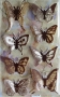 Stickers envol de papillons spia